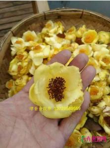 金花茶