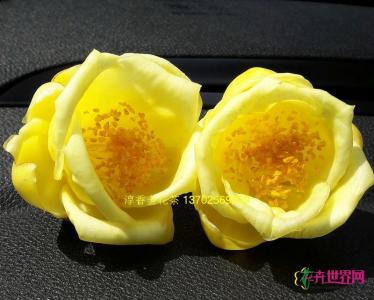 金花茶