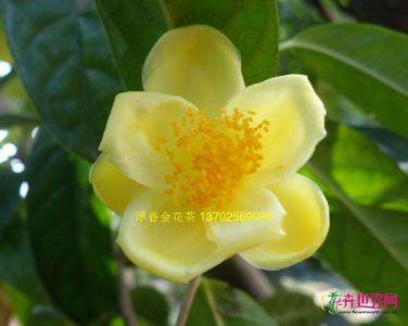 金花茶