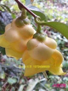 金花茶