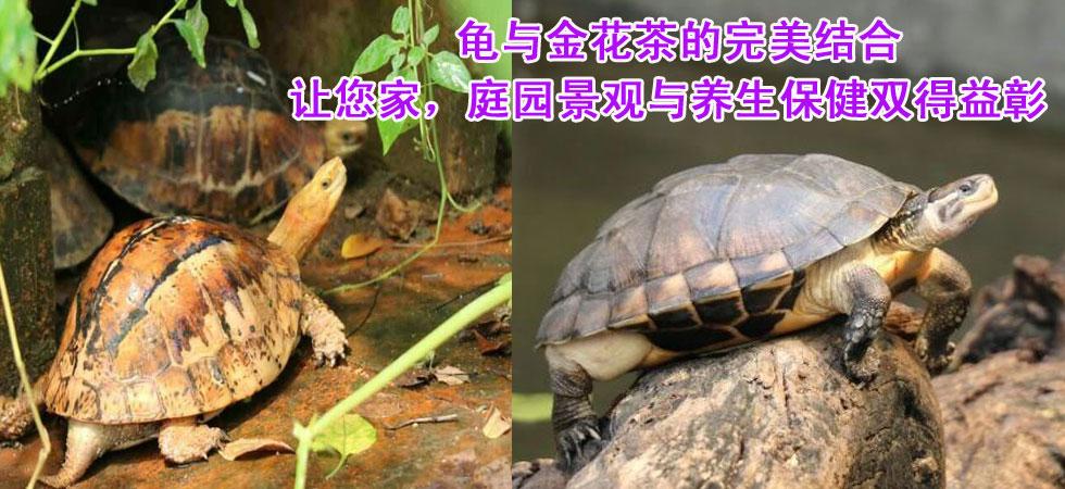 标题广告