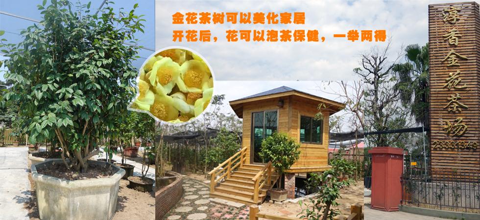 标题广告